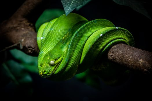 close up shot of a green snake is on a branch