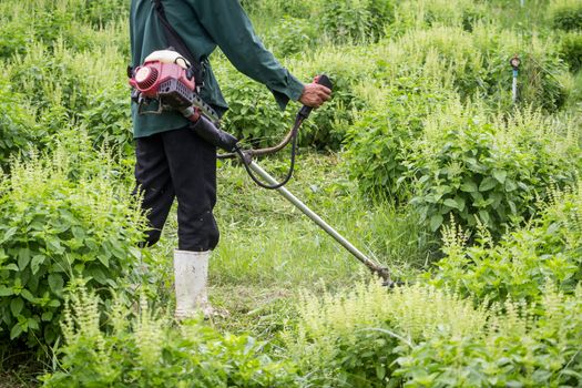 a man is working in basil farm