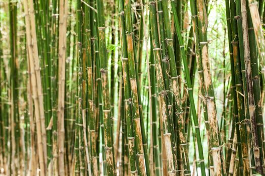 bamboo tree in the forest