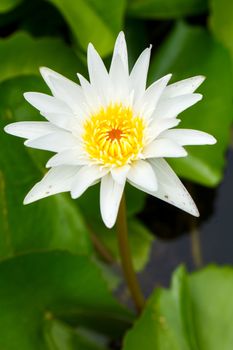 close up single white lotus