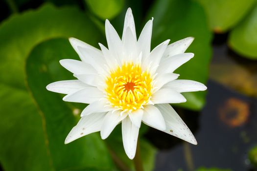 close up single white lotus