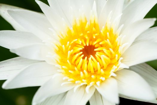 close up single white lotus