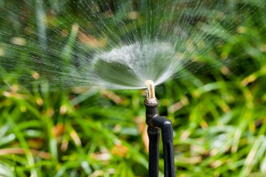 close up watering black sprinkler
