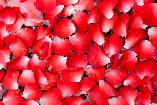 red rose petals in water