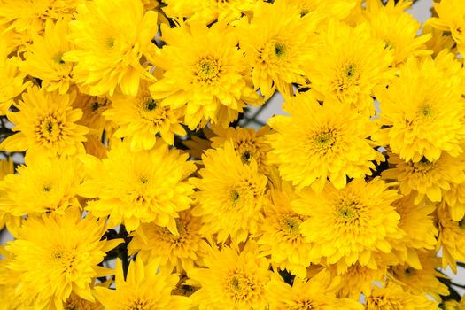 close up yellow chrysanthemum flower