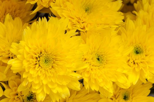 close up yellow chrysanthemum flower