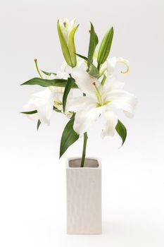 white liiy in white vase