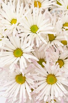 close up white chrysanthemum  flower