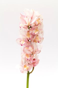 cymbidium orchid on white background