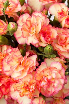 close up spray carnation flower