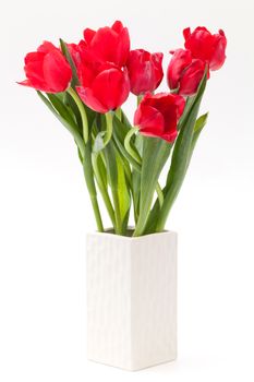 red tulip in white vase