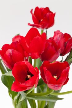 close up red tulip flower