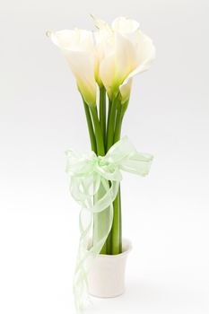 white calla lily in vase