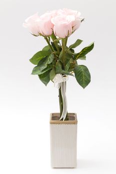 pink rose in white vase