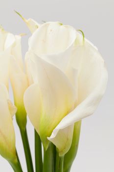 close up white calla lily
