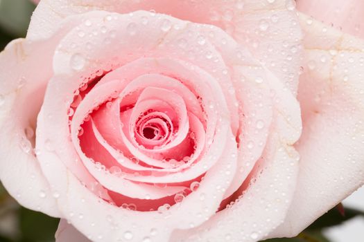 close up single pink rose