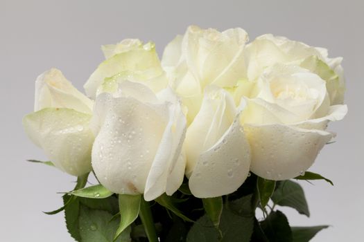 close up white rose on white background