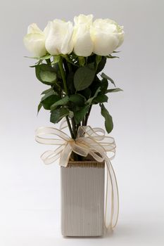 white rose in vase on white background