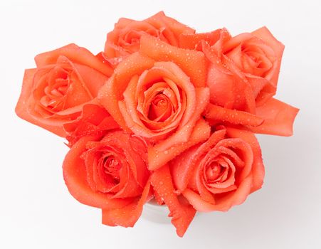 orange rose on white background