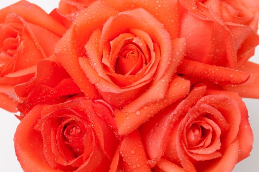 close up of orange rose