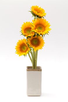 sun flower in white vase