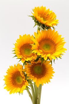 sun flower in white background