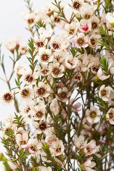 wax flower on white background