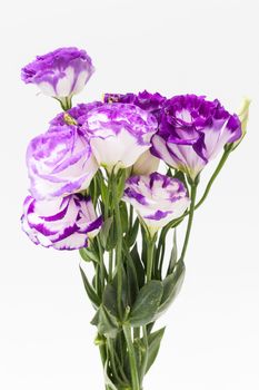 lisianthus flower on white background