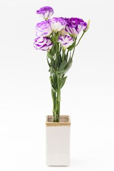 lisianthus flower on white background