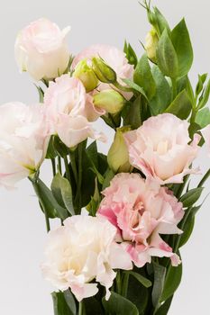 close up pink lisianthus flower