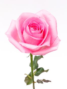 single pink rose on white background