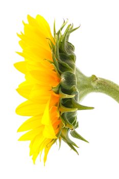 close up side of sun flower