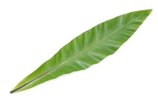 bird’s nest fern on white background