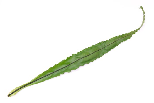 bird’s nest fern on white background