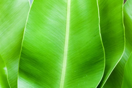 close up of a big green leaf