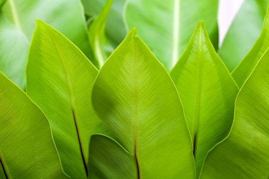 back side of big leaf of herb