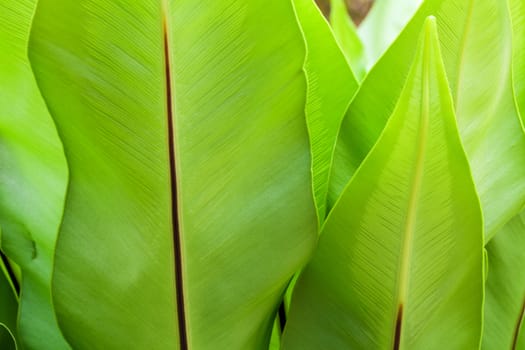 back side of big leaf of herb