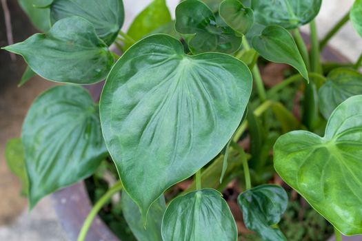 close up of plant leaf