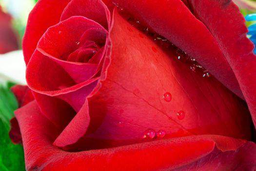 close up of wet red rose