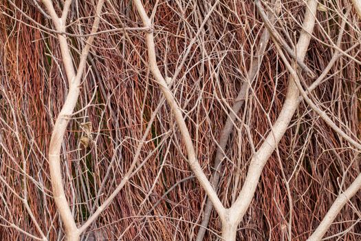 close up of red brushwood in a day
