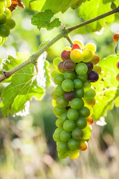 green grape on a branch