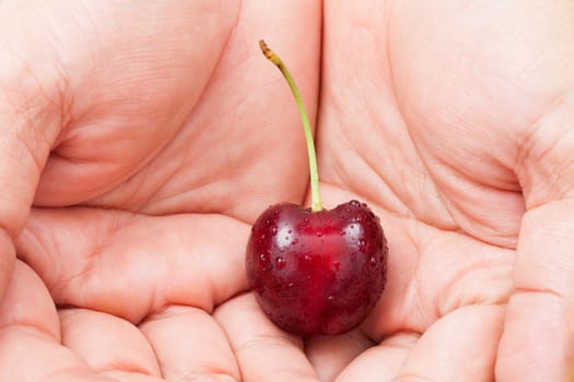 close up cherry in human hand