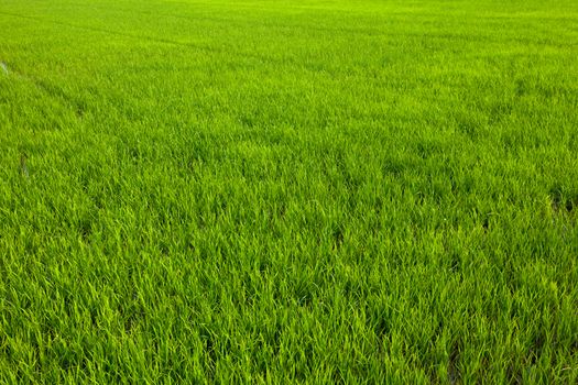 widespread green paddy in thailand