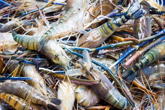 pile of a lot fresh and uncooked prawns