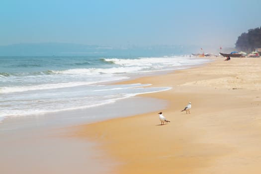  Kolva, India - April 20, 2016: Blurry GOA landscape with sea, waves and birds