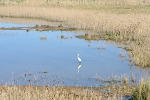 Egret in marshland habitat
