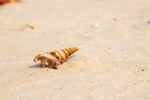 Bright Travel background with cockleshell on seashore and free space