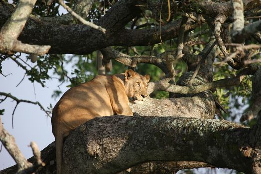 female lion on tree wild dangerous mammal africa savannah Kenya