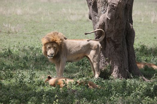 couple lion wild dangerous mammal africa savannah Kenya