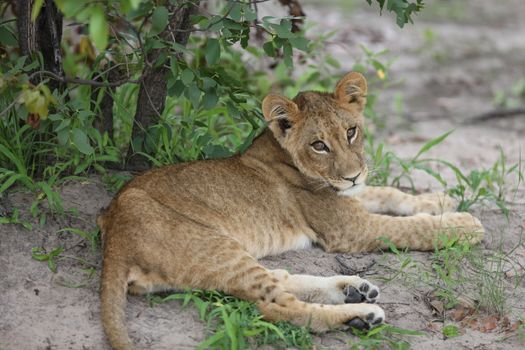 baby lion wild dangerous mammal africa savannah Kenya